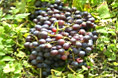 Slovenia for Families - Grape Picking