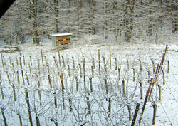 Slovenia for Families - Vino Cottage